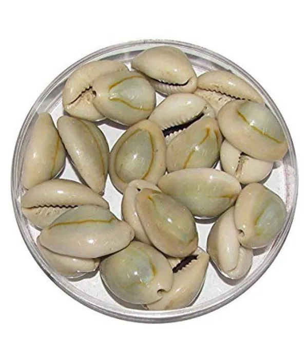 Vinarghya_Kaudi_Seed_Kawadi_Kawdi_Kowadi_Laxmi_Kaudi_Seed_Cowry_कौड़ी_कवडी_100G