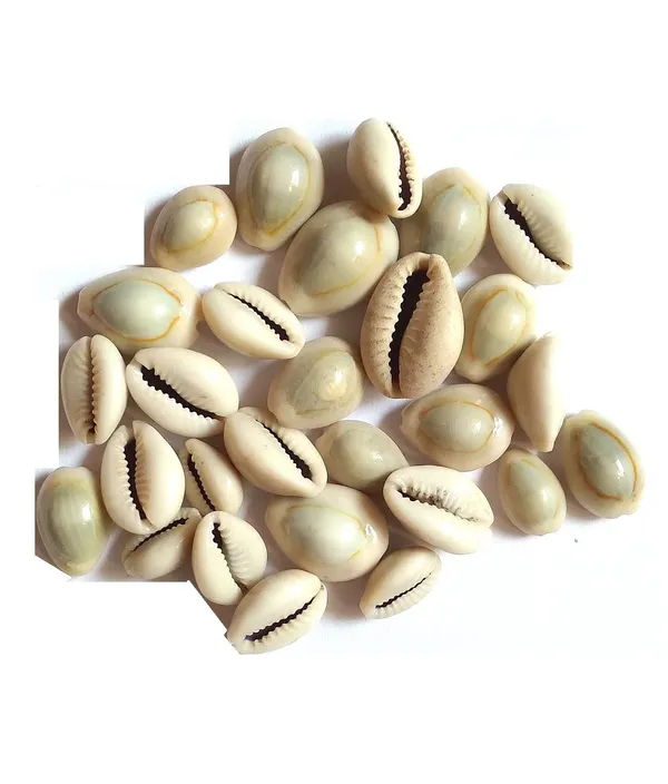 Vinarghya_Kaudi_Seed_Kawadi_Kawdi_Kowadi_Laxmi_Kaudi_Seed_Cowry_कौड़ी_कवडी_100G