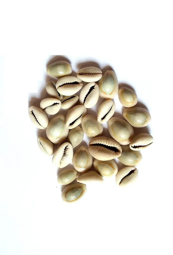 Vinarghya_Kaudi_Seed_Kawadi_Kawdi_Kowadi_Laxmi_Kaudi_Seed_Cowry_कौड़ी_कवडी_100G