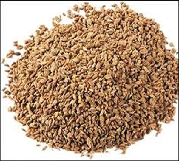 Vinarghya_–_Ajamoda/_Apium_Graveolens/_Ajmoda/_Ajmuda/_Randhuni/_Banyamani/_Oma/_Omakki/_Omam/_Bodi_Ajamo/_Naranji_Vamu/_Banajuani/_अजमोदा_–_100G
