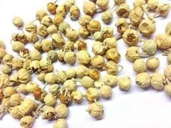 Swasti28_-_Paneer_Phal/_Panir_Phal_Fal/_Paneer_Doda/_Paneer_Phul/_Withania_Coagulans/_Indian_Rennet/_पनीर_फल_–_100G