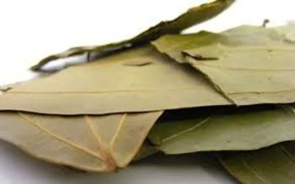 Swasti32_–_Indian_Bay_Leaves/_Tejpan/_Tejpatta/_Masala_Aku/_Patraj/_Birinji_Llai/_Karuvaela/_Paththa/_Tamal_Patr_/_तेजपान_–_100G