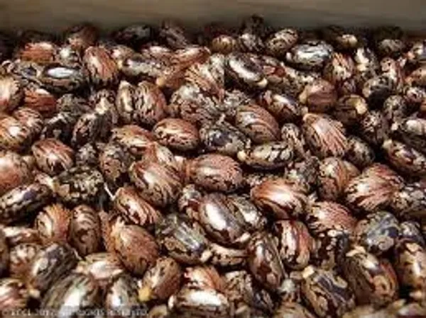 Vinarghya_–_Arandi/_Castor_Seed/_Ricinus_Communis/_Aamudamu/_Erandela/_Amanakku/_Rerira_/_एरंडी_–_250G
