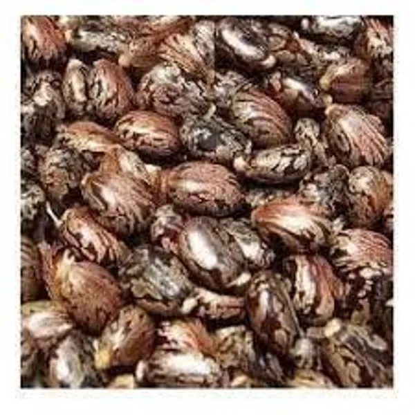 Vinarghya_–_Arandi/_Castor_Seed/_Ricinus_Communis/_Aamudamu/_Erandela/_Amanakku/_Rerira_/_एरंडी_–_250G