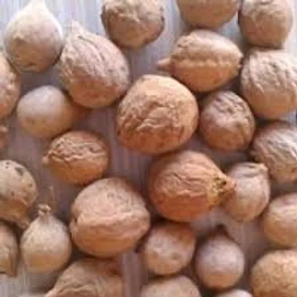 Vinarghya_–_Behera/_Organic_Behada/_Terminalia_Bellirica_Roxb/_Vibhitak/_Aksha/_Karshaphal/_Kalidrum/_Bayeda/_Vadikaya/_Tanikoodya/_Tarekapi/_Balelaj/_Talelah_–_100G