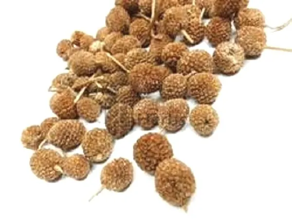 Vinarghya_Gorakhamundi_Mundi_Sravani_Kadamba_Kamadarus_Surmuriya_Chhagal_Nadi_Mudmudiya_Mirnagnee_Baras_Bondi_Buikadam_Kotook_Karandai_Kottakarthai_Bodasaramu_Bodataramu_100G