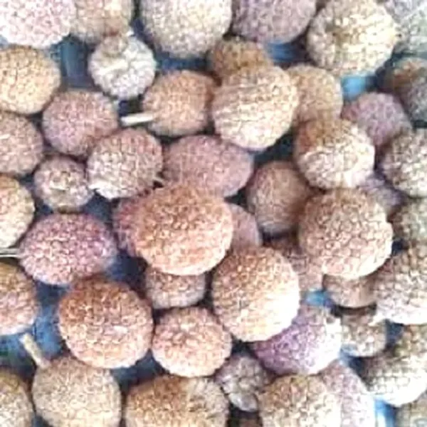 Vinarghya_Gorakhamundi_Mundi_Sravani_Kadamba_Kamadarus_Surmuriya_Chhagal_Nadi_Mudmudiya_Mirnagnee_Baras_Bondi_Buikadam_Kotook_Karandai_Kottakarthai_Bodasaramu_Bodataramu_100G