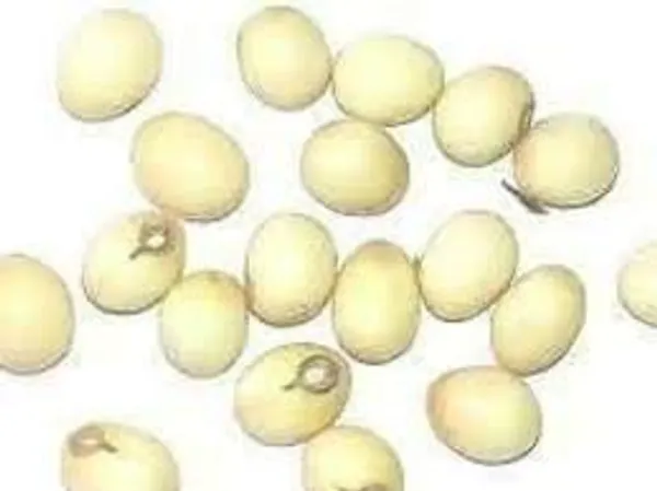 Vinarghya_-_Gunja_Safed/_White_Gunja/_Abrus_Precatorius/_White_Chirmi_/_सफ़ेद_गूंज_-_21Pcs