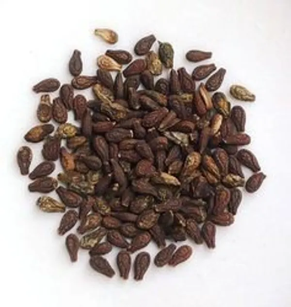 Generic_–_Shivlingi_Beej/_Bahupatra/_Chandra/_Ishwaralingi/_Mala/_Indian_Bryony/_Iyvli/_शिवलिंगी_बीज_–_50G