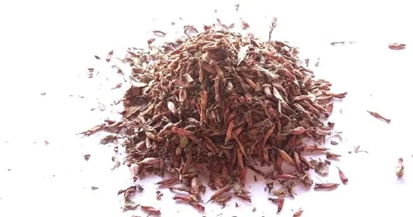 Vinarghya_Dhavati_Phool_Dhavti_Phool_Dhawati_Ful_धावटी_फूल_100G