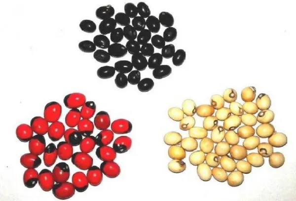 Vinarghya_-_Gunja_Combo_(White,Black,_Red)_/_Abrus_Precatorius/_Rakta_Gunja/_Gumachi/_Chirmi_Beads/_Gurinvida/_Ratti_Seeds_/_गूंज_–_21Pcs_Of_Each