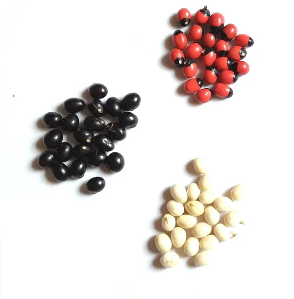 Vinarghya_-_Gunja_Combo_(White,Black,_Red)_/_Abrus_Precatorius/_Rakta_Gunja/_Gumachi/_Chirmi_Beads/_Gurinvida/_Ratti_Seeds_/_गूंज_–_21Pcs_Of_Each