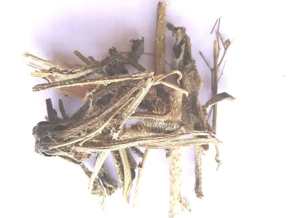 Vinarghya_–_Gaojaban/_Gojivha/_Doddapatre/_Gaozaban/_Gauzaban_–Sedge/_Borage/_Cows_Tongue/_Burrage/_Common_Bugloss/_Bee-Bread/_Oxstongue/_Lisan-Us-_Saur/_गायजबान_–_50G