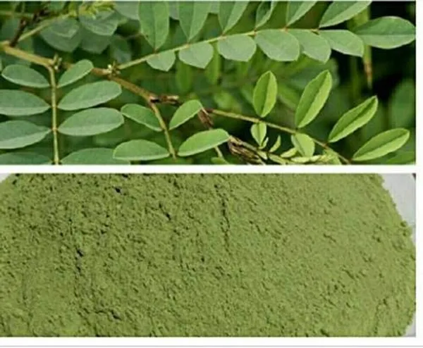 Vinarghya_-_Indian_Indigo_Powder/_Neelamari/_Nili/_Nilini/_Averi/_Nila/_Neel/_Wasma/_Black_Henna/_Indigofera_For_Mehandi_-_100G