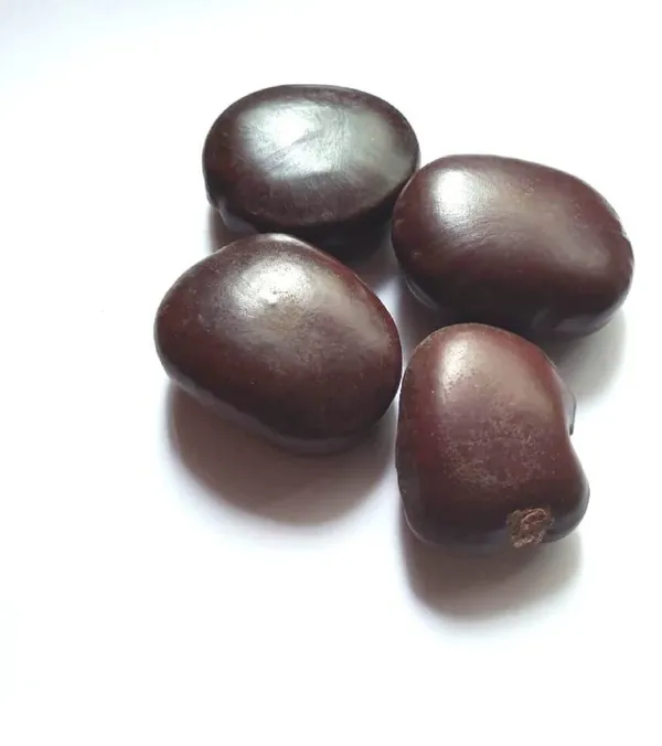 Vinarghya_-_Mountain_Tamarind_Seed/_Pahadi_Bada_Imli_Beej/_Jumbo_Tamarind_Seed/_Gaja_Imali_Bij/_Tamarindus_Indica/_Chinchoka/_Tetula/_Timir_Hindi/_Tamar/_Hatti_Bij/_Jangali_Chichoka_-_100Gm