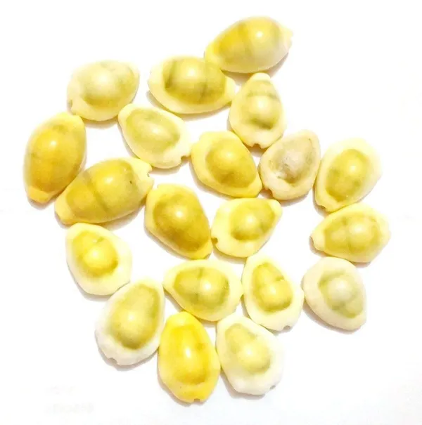Vinarghya_-_Yellow_Kaudi/_Peeli_Kawdi/_Pili_Kowdi/_Laxmi_Kaudi/_Cowry/_Cowrei_-_11Pcs