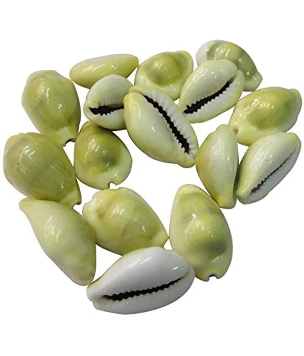 Vinarghya_-_Yellow_Kaudi/_Peeli_Kawdi/_Pili_Kowdi/_Laxmi_Kaudi/_Cowry/_Cowrei_-_11Pcs