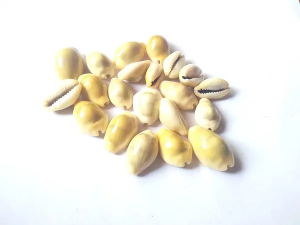 Vinarghya_-_Yellow_Kaudi/_Peeli_Kawdi/_Pili_Kowdi/_Laxmi_Kaudi/_Cowry/_Cowrei_-_11Pcs