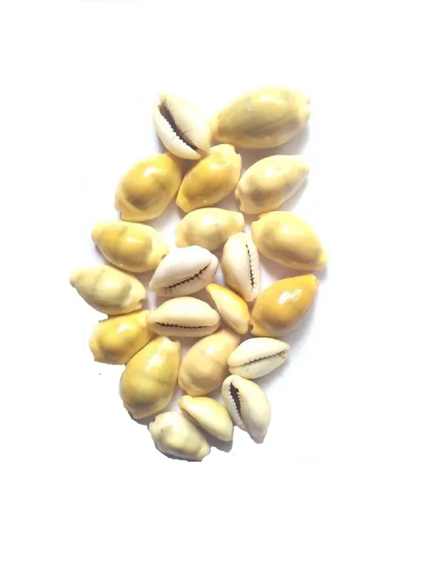 Vinarghya_-_Yellow_Kaudi/_Peeli_Kawdi/_Pili_Kowdi/_Laxmi_Kaudi/_Cowry/_Cowrei_-_11Pcs