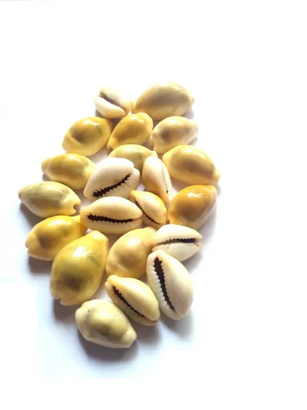 Vinarghya_-_Yellow_Kaudi/_Peeli_Kawdi/_Pili_Kowdi/_Laxmi_Kaudi/_Cowry/_Cowrei_-_11Pcs