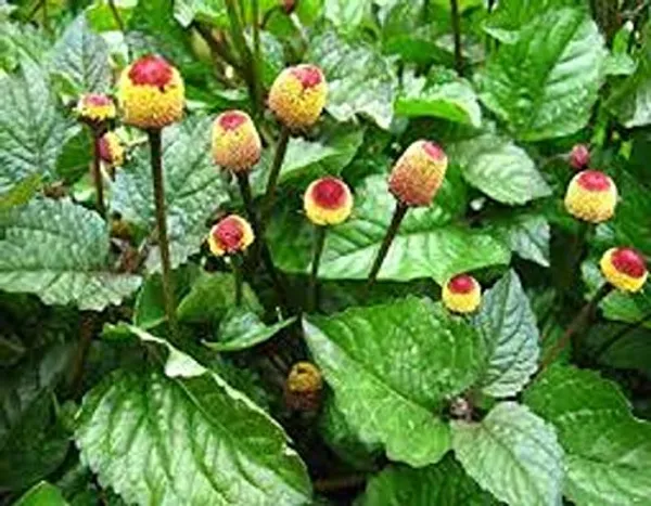 Vinarghya_-_Akkalkada/_Akkal_Kada/_Pyrethrum/_Akkalkara/_Akallaka/_Kulekhara_-_100G