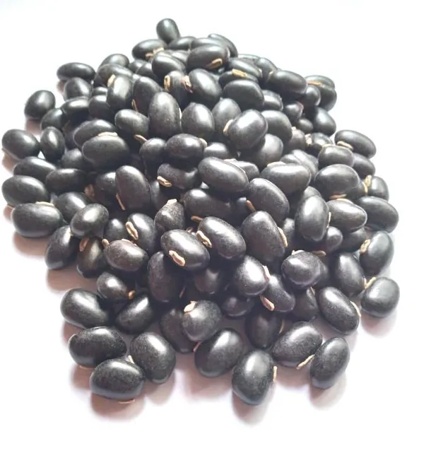 Vinarghya_-_Black_Kaunch_Seed/_Kala_Kaunch_Beej/_Mucuna_Pruriens/_Kapikachchhu/_Konch/_Gonca/_Kavach/_Tatgajuli/_Banar_Kakua/_Naikuruna/_Baikhujnee/_Poonaikkali/_Doolagondi_-_Dried_Seed_Form_-_200G_-_1_Pack