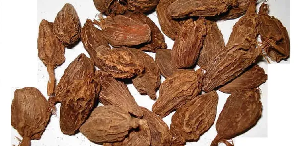 Vinarghya_-_Bhadra/_Badi_Elaichi/_Baara_Aliach/_Greater_Or_Nepal_Cardamom/_Big_Cardamom/_Mothi_Elichi/_Bhendi_Elayachi/_बड़ी_इलायची_–_100G