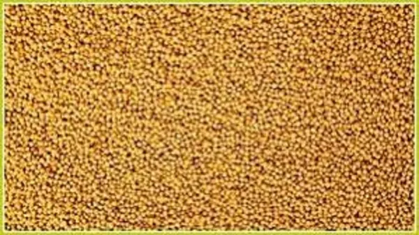 Vinarghya_-_Pili_Sarasu/_Peeli_Sarsoon/_Pili_Sarsoon/_Pili_Rai/_Yellow_Musterd_200G
