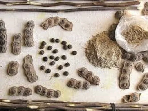 Vinarghya_–_Acacia_Nilotica_Powder/_Babul_Phalli_Powder/_Babool_Phalli/_Babul_Falli/_Keekar_Phali/_Vachellia_Nilotica_–_200G