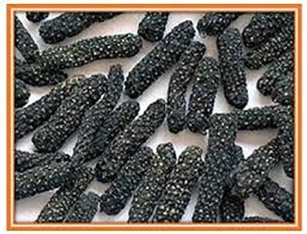 Vinarghya_–_Badi_Pipali/_Lendi_Pipal/_Lindi_Pimpli/_Long_Pepper/_Piper_/_लेंडी_पिंपळी_–_100G