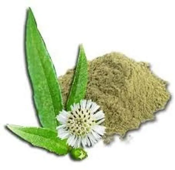 Vinarghya_–_Bhringraj_Powder/_Bhrungraj/_Bhangra/_Bhringaraj/_Kehraj/_Babri/_False_Daisy/_Eclipta/_Kesharaj/_Kesarda/_Garga/_Maka/_Kesuria/_Tekaraja_–_100G