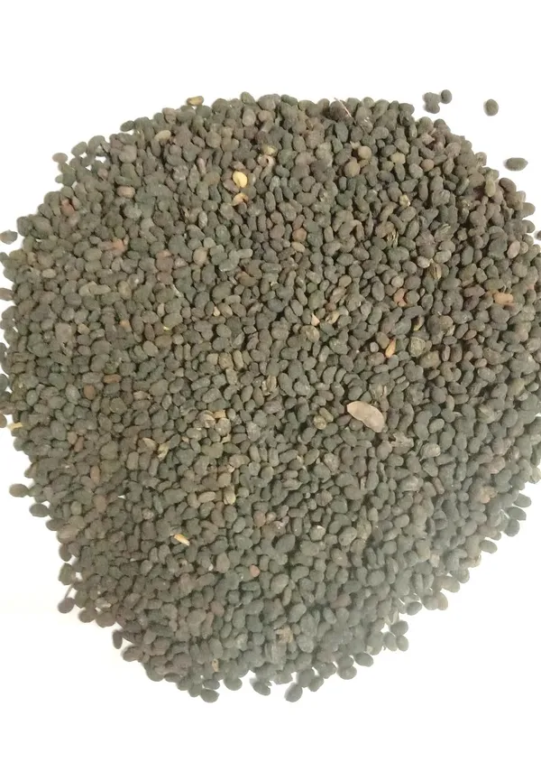 Vinarghya_–_Bavanchi/_Psoralia_Corylifolia_Seed/_Lalakasturi/_Sugandha-Kantak/_Babchi/_Habuch/_Bavachi/_Bavanchalu/_Bakuchi_–_900G