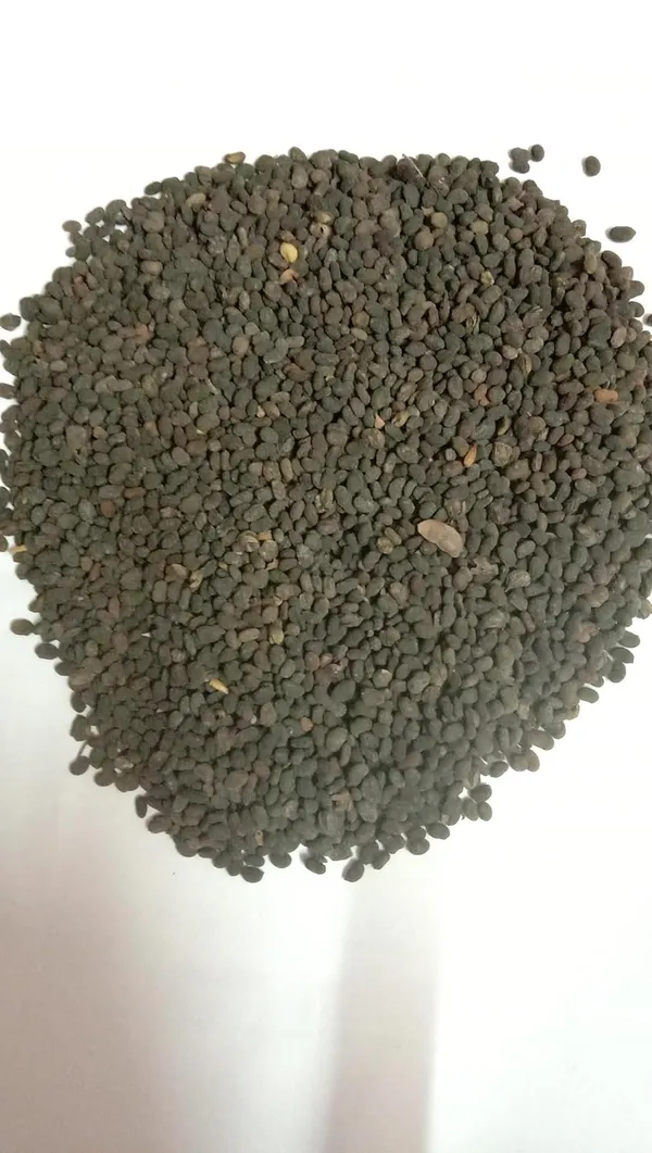 Vinarghya_–_Bavanchi/_Psoralia_Corylifolia_Seed/_Lalakasturi/_Sugandha-Kantak/_Babchi/_Habuch/_Bavachi/_Bavanchalu/_Bakuchi_–_900G