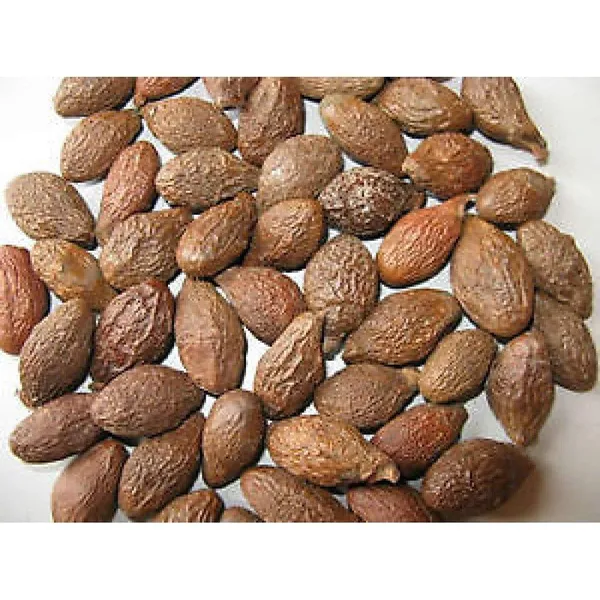 Vinarghya_–_Niranjan_Phal/_Fal/_Malva_Nut/_China_Phal/_Umasmangu/_Sterculia_Lichnophora/_निरंजन_फल_–_50G