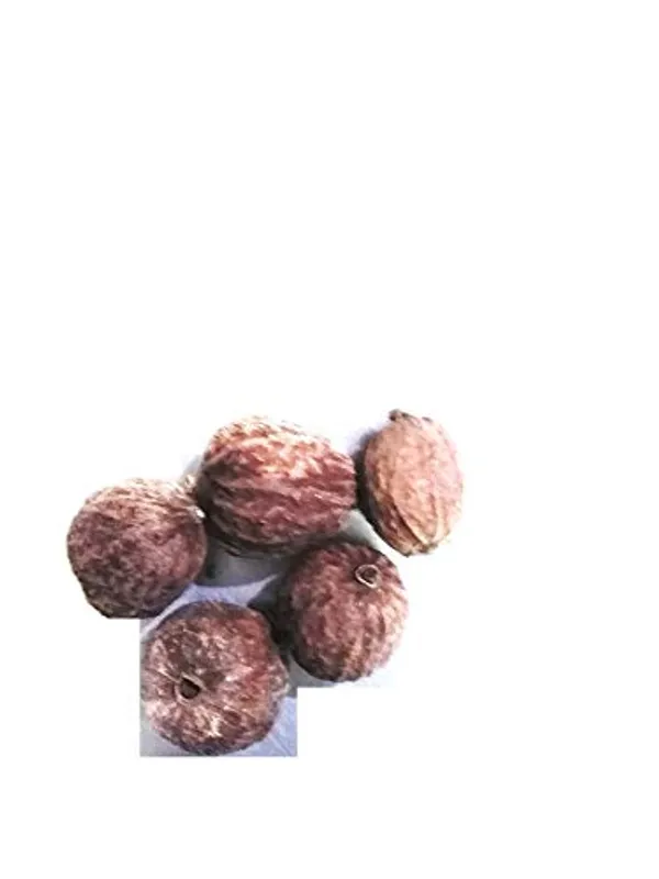 Vinarghya_-_Gelphal/_Ghelphal/_Mainphal/_Maindhphal/_Madan/_Chardan/_Pindi/_Randiya_Spinosa/_False_Guava/_Madkarai/_Marrga/_Patova/_Karacchulli_/_मेंडफल_-_100G