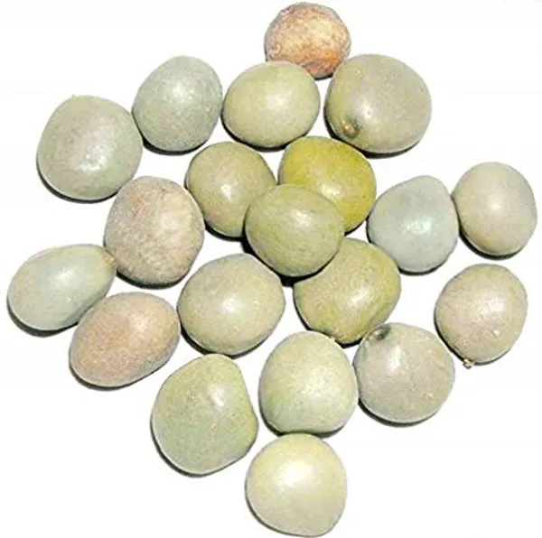 Vinarghya_-_Sagargota/_Katkaranj/_Fever_Nut/_Caesalpinia_Bonducella/_Karanjwa/_Kalarchikai/_Vajra_Bijaka/_Indian_Beech/_Lata_Karanj/_Gajaa/_Sagargoti/_Saargota/_Letaguti/_Gajga/_Gajikekayi_–_100_G