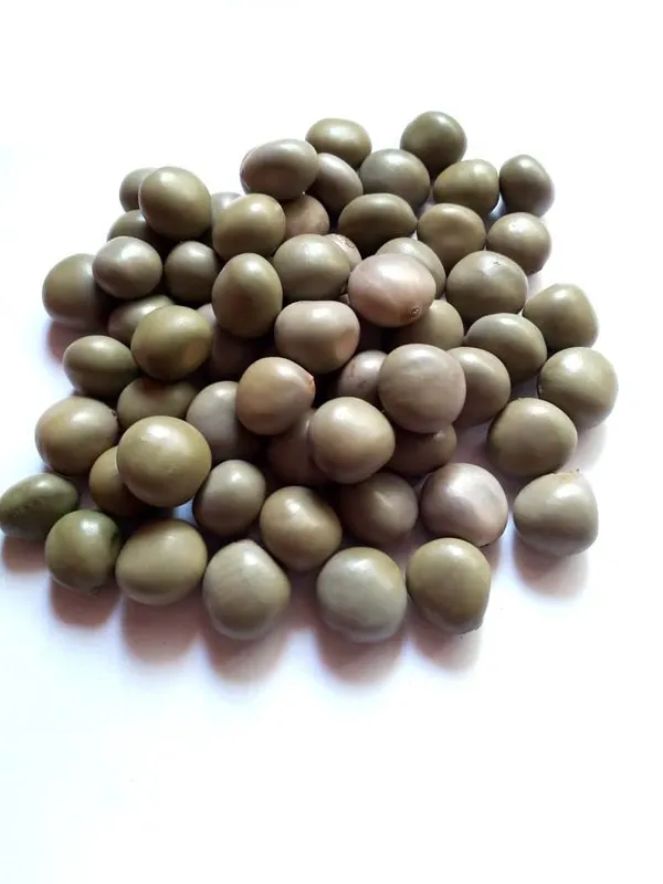 Vinarghya_-_Sagargota/_Katkaranj/_Fever_Nut/_Caesalpinia_Bonducella/_Karanjwa/_Kalarchikai/_Vajra_Bijaka/_Indian_Beech/_Lata_Karanj/_Gajaa/_Sagargoti/_Saargota/_Letaguti/_Gajga/_Gajikekayi_–_100_G