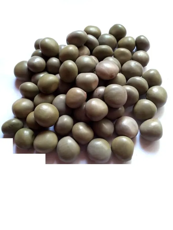 Vinarghya_-_Sagargota/_Katkaranj/_Fever_Nut/_Caesalpinia_Bonducella/_Karanjwa/_Kalarchikai/_Vajra_Bijaka/_Indian_Beech/_Lata_Karanj/_Gajaa/_Sagargoti/_Saargota/_Letaguti/_Gajga/_Gajikekayi_–_100_G