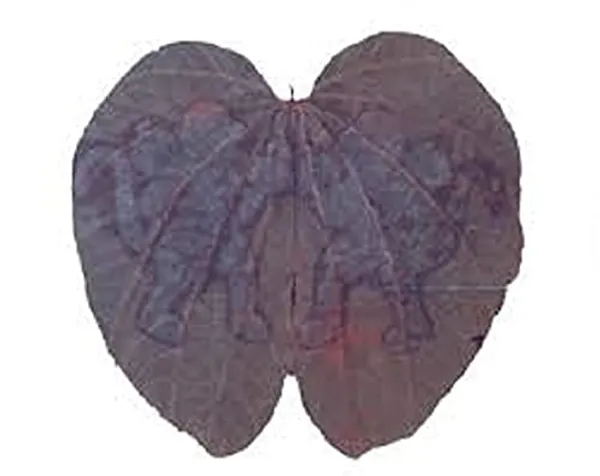 Vinarghya_–_Lord_Hanuman_Patta_Leaf/_Hanuman_Parn_Beera/_Hanumath_Beera/_Bajaranbali_Patti_Pathri_-_5_Pcs