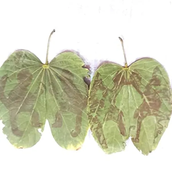Vinarghya_–_Lord_Hanuman_Patta_Leaf/_Hanuman_Parn_Beera/_Hanumath_Beera/_Bajaranbali_Patti_Pathri_-_5_Pcs