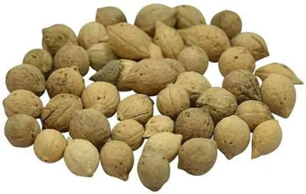 Vinarghya_–_Putravanti/_Putrajeevak_Beej/_Putrajivak_Bij/_Putranjiva/_Aksaphala/_Kumarabeeja/_Jioysuta/_Jivapota/_Kurupale/_Rabrajuvi_/_पुत्रजीवक_बीज_–_10Pcs