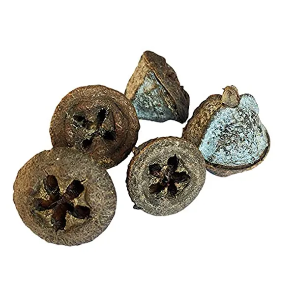 Vinarghya_–_Eucalyptus_Fruit_Dried/_Safeda/_Nilgiri_Phal/_Tailpatra/_Sugandhapatra/_Neelagiri/_Jamaoil/_निलगिरी_–_100G