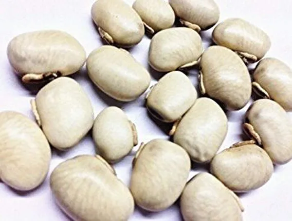 Vinarghya_–_Combo_Of_White_And_Black_Kaunch_Seed/_Mucuna_Pruriens/_Safed_–_Kala_Konch/_Kapikachchhu/_Gonca/_Kavach/_Tatgajuli/_Banar_Kakua/_Naikuruna/_Baikhujnee/_Poonaikkali/_Doolagondi/_कौंच_बीज_–_200G_Each