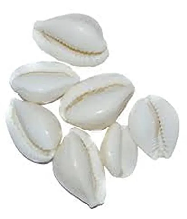 Vinarghya_–_Safed_Kaudi_Seed/_Laxmi_Kaudi_Seed/_White_Cowry/_Dudha_Kawadi/_Kawdi/_Kowdi/_कौड़ी_/_कवडी_–_21_Pcs