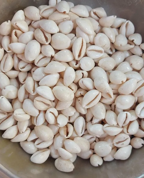 Vinarghya_–_Safed_Kaudi_Seed/_Laxmi_Kaudi_Seed/_White_Cowry/_Dudha_Kawadi/_Kawdi/_Kowdi/_कौड़ी_/_कवडी_–_21_Pcs