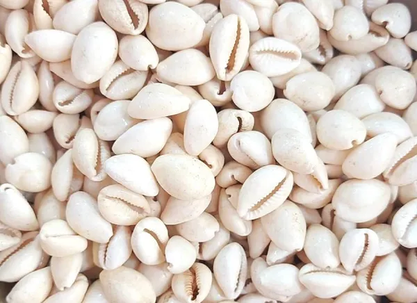 Vinarghya_–_Safed_Kaudi_Seed/_Laxmi_Kaudi_Seed/_White_Cowry/_Dudha_Kawadi/_Kawdi/_Kowdi/_कौड़ी_/_कवडी_–_21_Pcs