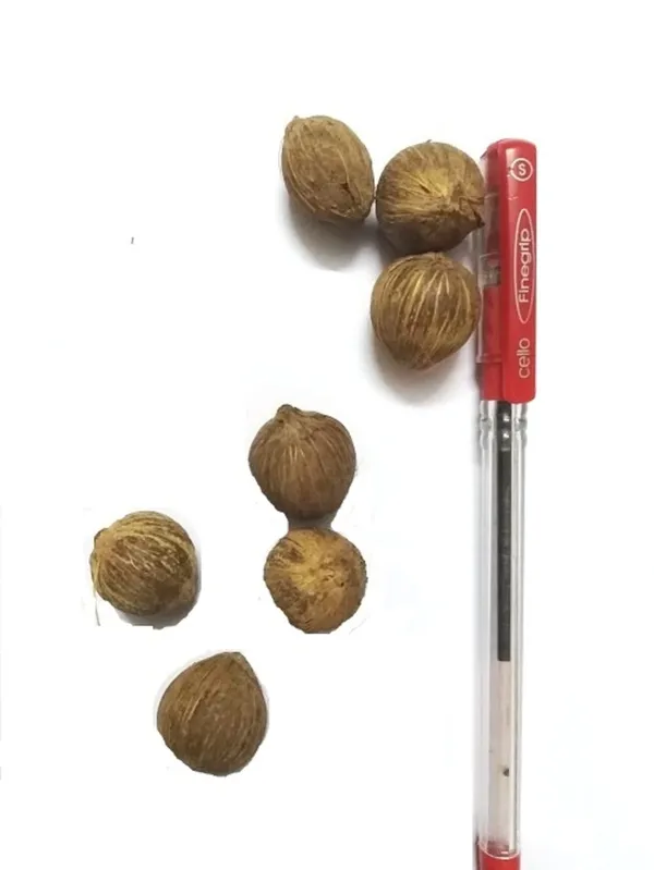 Vinarghya_-_Jangali_Nariyal/_Laghu_Nariyal/_Chota_Shrifal/_Dev_Nariyal_-_7_Pcs