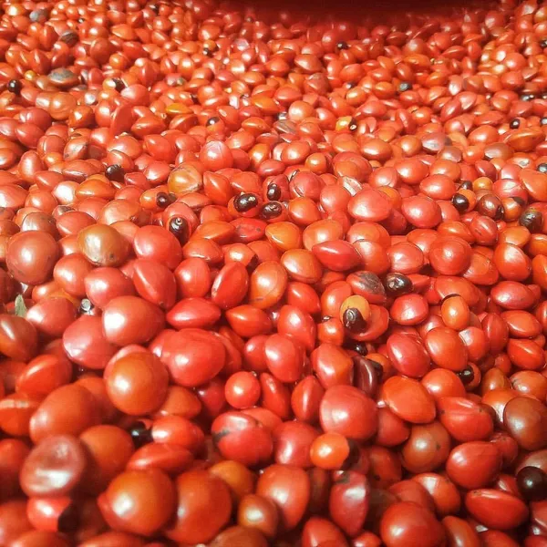 Vinarghya_–_Full_Red_Gunja/_Gunja_Lal/_Lal_Gunj/_Natural_Rakta_Gunja/_Full_Red_Chirmi_Beads/_Abrus_Seed/_Gamanchi/_Gaunchi/_Rati/_Gulaganji/_Guruvinda/_Guruginia_/_पूर्ण_लाल_गूंजा_–_21Pcs