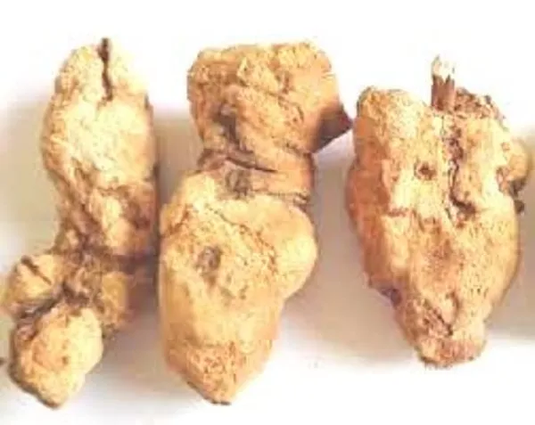 Vinarghya_–_Pashanbheda/_Patharchatta/_Patharkhar/_Patharchur/_Parnabija/_Kalanchoe_Pinnata/_Asthibhaksha/_Patharchattam/_Paan_Futti/_Koppat/_Patharkuchi/_Pattharchoor/_Zakhm_Hayaat/_पथरखार_–_100G