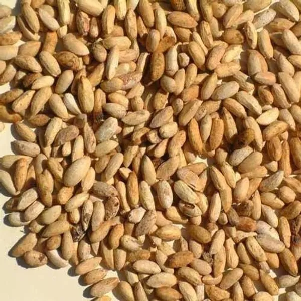 Vinarghya_-_Neem_Beej/_Azadirachta_Indica_Seed/_Vepa_Ginialu/_Nimboli_Dried_Herb/_Nim_Ke_Bij_-_400G